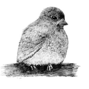 Bird Pencil A2 Digital Stamp